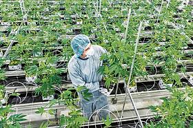 Regierung plant Versandverbot