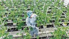 Regierung plant Versandverbot