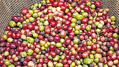 Kaffee wird künftig deutlich teurer