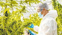 Cannabis-Schmerzmittel könnte bald zugelassen werden