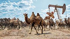Opec plus will mehr Öl fördern – trotz Preisverfall